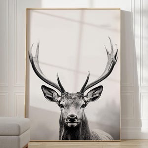 Majestätischer Hirsch Poster, schwarz-weiß Porträt Fotografie eines Hirsch mit mächtigem Geweih