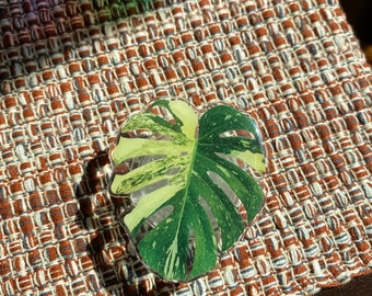 May include: A close-up of a white and green variegated monstera leaf in a clear resin paperweight.