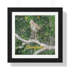 White Ibis Print, Everglades Poster | Coastal Birds Wall Art | Bird Framed Picture | Wildlife Framed Photo Gift | Framed Florida Bird Prints