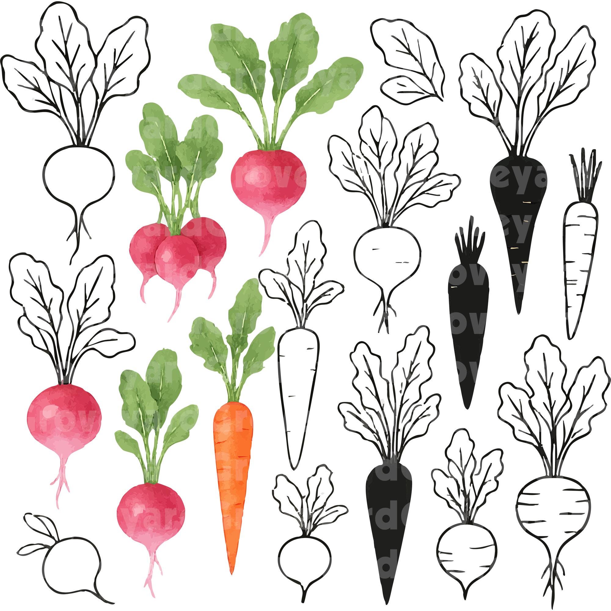 Root Vegetable Clipart Bundle SVG PNG AI – Carrot Radish Beet Turnip ...