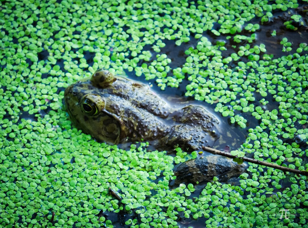 Bull Frog Wallpaper - Etsy