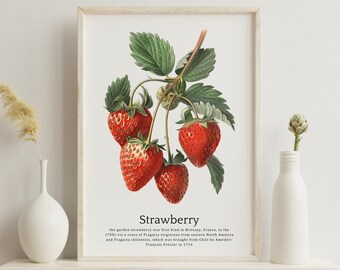 May include: A vintage botanical illustration of a strawberry plant with red ripe strawberries. The text below reads: "Strawberry the garden strawberry was first bred in Brittany, France, in the 1750s via a cross of Fragaria virginiana from eastern North America and Fragaria chiloensis, which was brought from Chile by Amédée François Prézier in 1714."