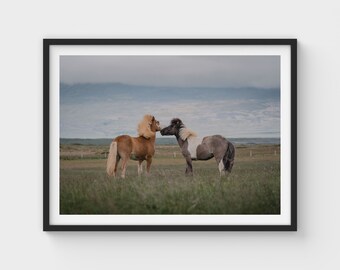 May include: Two Icelandic horses standing in a field of green grass. The horse on the left is brown with a long mane, while the horse on the right is gray and white with a shorter mane. Both horses are looking at each other.