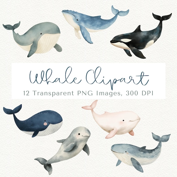 Whale Clipart Bundle, Sea Animal PNG Images (Digital Download)