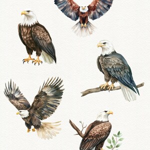 May include: Four watercolor illustrations of bald eagles. One eagle is flying with its wings spread wide. The other three eagles are perched on branches. The eagles are all brown, white, and gray.