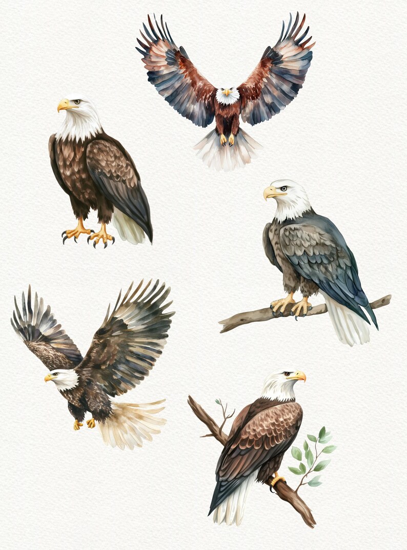 May include: Four watercolor illustrations of bald eagles. One eagle is flying with its wings spread wide. The other three eagles are perched on branches. The eagles are all brown, white, and gray.