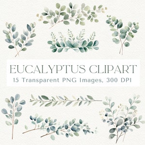 Eucalyptus Clipart, Eucalyptus Leaves Clipart, Eucalyptus Watercolor Clipart, Greenery Clipart, Eucalyptus PNG, Botanical Clipart