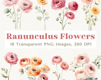 Ranunculus Clipart, Floral Clipart, Flower Clipart, Spring Flower Clipart, Botanical Clipart, Ranunculus Flower PNG, Floral PNG