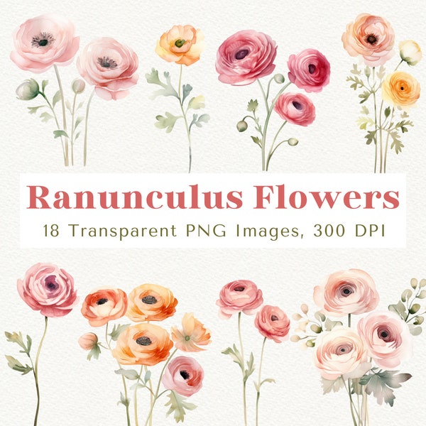 Ranunculus Clipart, Floral Clipart, Flower Clipart, Spring Flower Clipart, Botanical Clipart, Ranunculus Flower PNG, Floral PNG