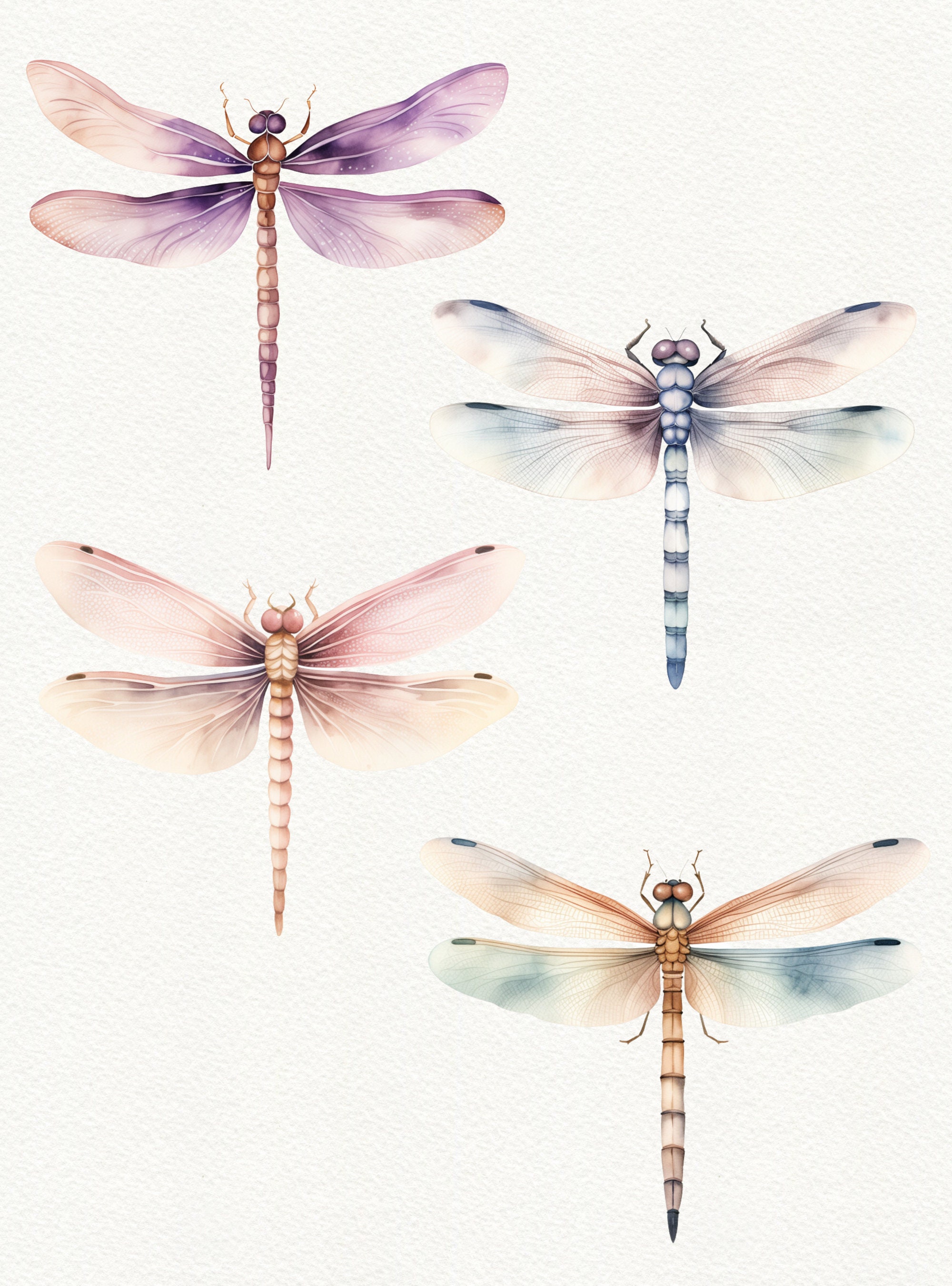 Watercolor Dragonfly Clipart: Floral Insect PNG Images (digital ...