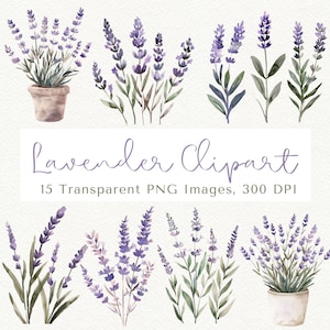 Lavendel Clipart, Lavendel PNG, Blumen Clipart, Lavendel Blumen, Blumen Clipart, Garten Clipart, Blumen ClipArt, Lila Blumen PNG