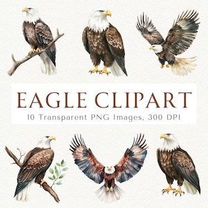 Adler Clipart, Fliegender Adler Clipart, Adler PNG, Weißkopfseeadler, Weißkopfseeadler PNG, Amerikanischer Adler PNG, Vogel Clipart, Amerikanischer Adler, Süßer Adler