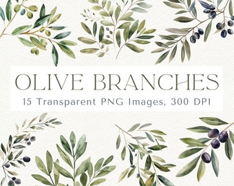 May include: Watercolor illustrations of olive branches with green leaves and dark purple olives. The image includes 15 transparent PNG images, 300 DPI.  "OLIVE BRANCHES" is written in black text at the top of the image.