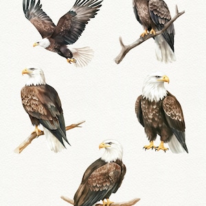 May include: Five watercolor illustrations of bald eagles. The eagles are depicted in various poses, including flying, perched on branches, and looking directly at the viewer. The illustrations are done in shades of brown, white, and yellow.