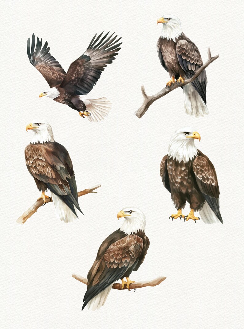 May include: Five watercolor illustrations of bald eagles. The eagles are depicted in various poses, including flying, perched on branches, and looking directly at the viewer. The illustrations are done in shades of brown, white, and yellow.