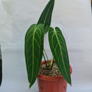 Anthurium Warocqueanum Plantes tropicales Plantes rares, Urwah Albariqi