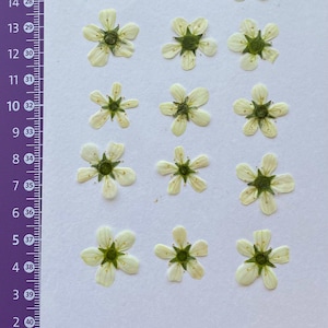 16pcs real dried  white flowers/Pressed white flowers Dried Flowers for Resin/Scrapbooking/Card Making/Flowers Pressed/Decoration/Soap