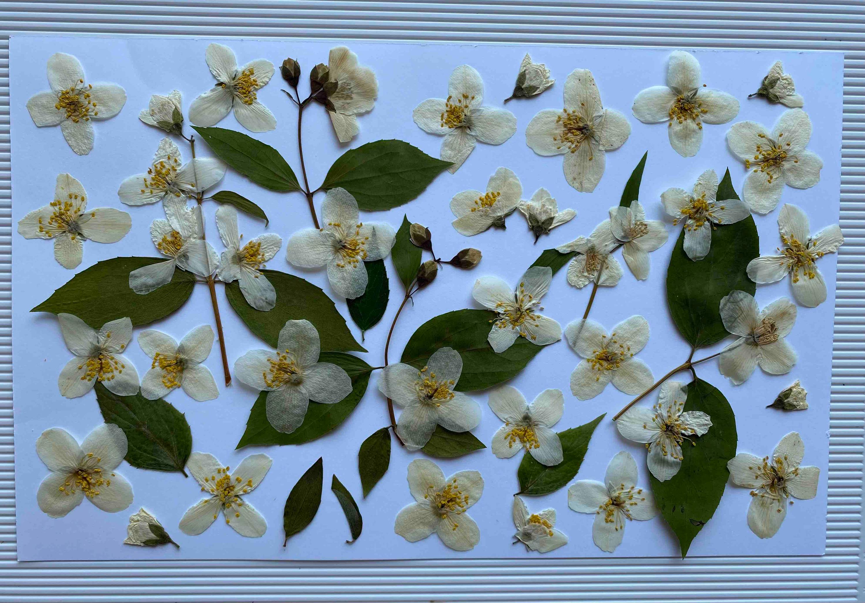 Edible dried pressed jasmine flowers/Jewelry/Arts Crafts Resin/Cooking/Cake Decor/Pressed floral art/Pressed flower stems
