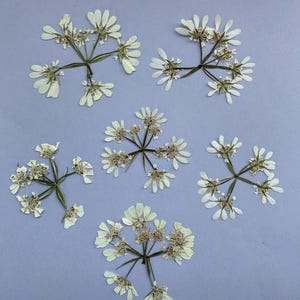 Flores blancas prensadas/Flores reales/Joyas/Tarjetas/Velas/Resina/Artesanías
