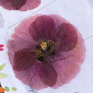 Grote geperste klaproos/Echte bloemen/Sieraden/Kaarten/Kaars/Hars/Ambachten