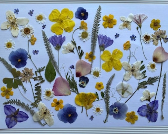 Pressed Edible Flowers: Cake & Dessert Decoration, Scrapbooking