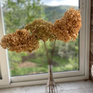 Dried Neutral Beige & Green Limelight Hydrangea Stems/Dried Flowers/Dried Flower Heads/FlowerCraft Kit/DIY Wedding Decor/Loose Dried Flowers