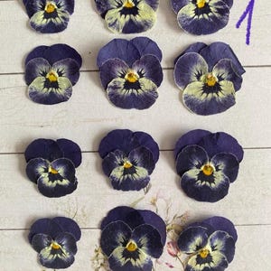 12pcs Dried Violets/ Wild Pansy/Tricolor Viola/Dried Flowers for Resin/Scrapbooking/Card Making/Flowers Pressed/Decoration/Soap