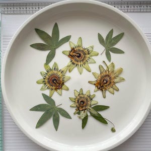 Pressed Edible Passiflora Flowers/Pressed Passiflora Flowers/Cake Decor/Jewelry/Crafts/Resin/Wedding decor/Botanical art/Jewelry making