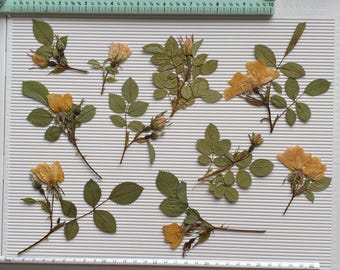 10 Pressed Edible rose hip flowers/White flowers/Flowers for Crafts/Cake decoration/DIY/Scrapbooking/Epoxy resin/Jewellery/dried flowers