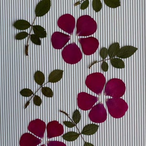 Dried pressed plants & flowers for crafts/Pressed flowers mixed pack/Pressed flower art/Dried flower wedding/Art/Card making/Scrapbooking