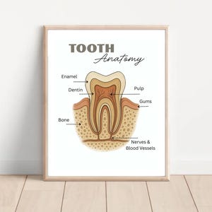 Modern Tooth Anatomy Poster - Ideal Dental Office Decor - Educational & Stylish