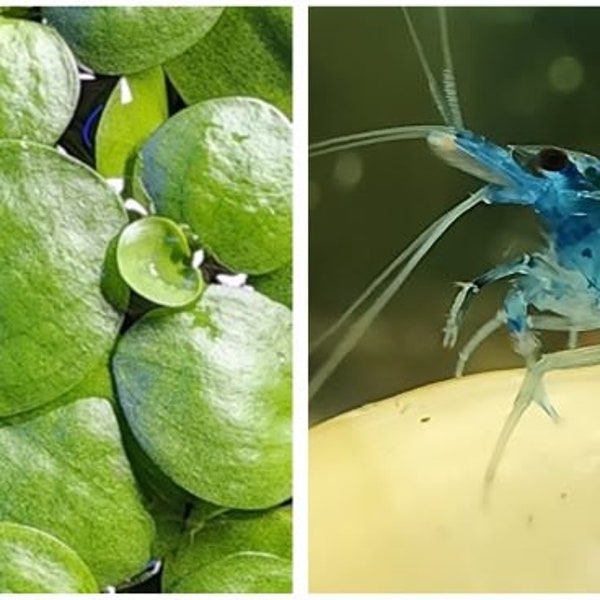 Amazon Frog Bit with hitchhikers(blue cherry shrimp)