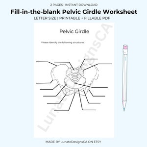 Fill-in-the-blank Anatomy Bones Worksheet-PELVIC GIRDLE-Answer Key Provided- Kinesiology Student, Nursing Student, Science Student Resources