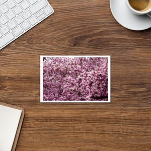 桜のポストカード