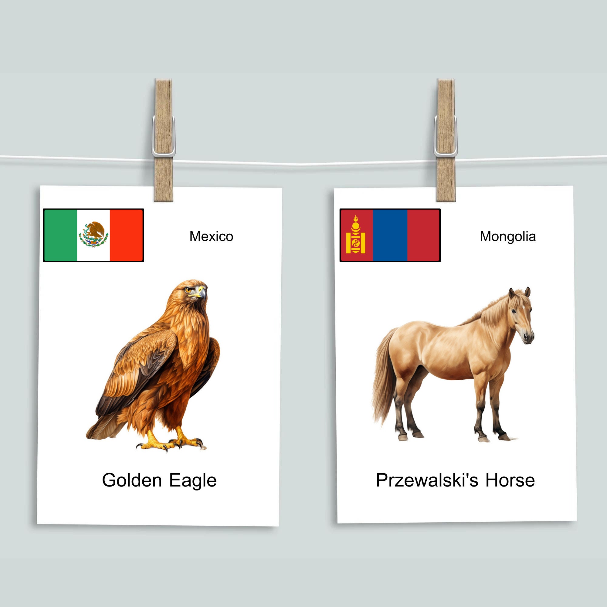 National Animal Digital Printable Flash Cards Learning Tool for ...