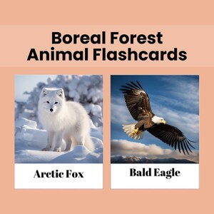 Boreal Forest Animal Flashcards Printable for Kids Animal Forest Flashcards