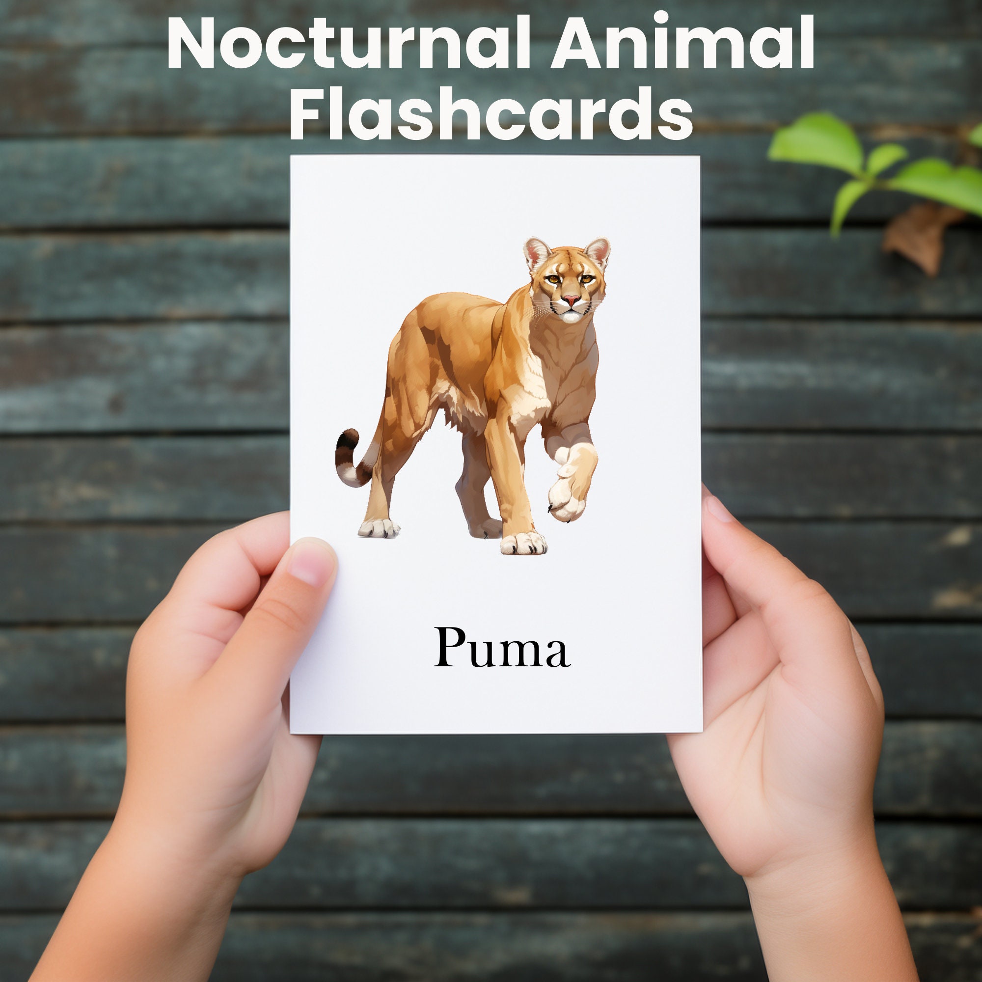 Nocturnal Animal Printable Flash Cards Learning Tool for Education ...