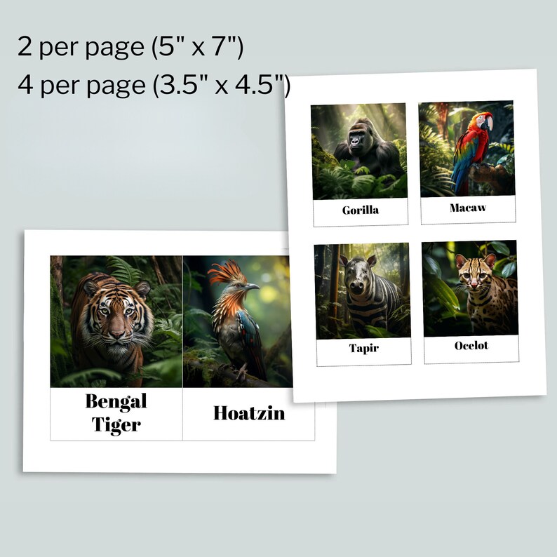 Tropical Rainforest Animal Printable Flashcards for Kids Printable