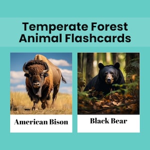 Temperate Forest Printable Animal Flashcards for Kids Printable Animal Forest Flash Cards