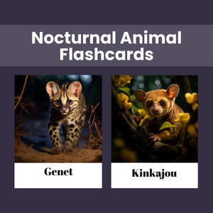 Flashcards nachtdierenEducatieve afdrukbare flashcards voor kinderen met realistisch beeld