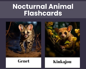 Flashcards de animais noturnosFlashcards educacionais para impressão para crianças com imagem realista