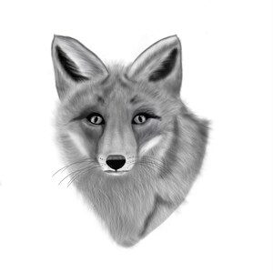 Realistic black and grey fox