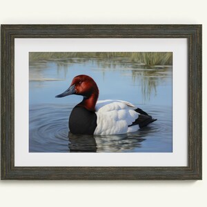May include: A painting of a red-headed duck with a white chest and black back, swimming in a blue pond with green reeds in the background.