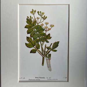 Botanical original print, Antique, Wild Parsnip by Edward Step, 1930 wall hanging home decor, British Wild Flower