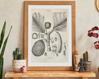 Estampado botánico, Árbol del pan, Botánica, Antiguo, Vintage, Grabado en blanco y negro de 1890, regalo para los amantes de las plantas, estampado de plantas, botánica.