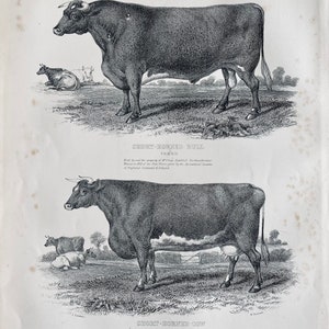 Bull, Cow, Argriculture, Antique print, Vintage, Black and White Engraving 1890s, animal art, animal print.