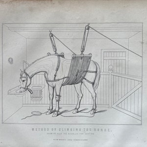 Puede incluir: Ilustración antigua en blanco y negro que representa un caballo suspendido en una eslinga. El caballo está en un establo, con cuerdas y poleas unidas a un arnés. El texto en la parte inferior dice "METHOD OF SLINGING THE HORSE. SHOWING ALSO THE HOBBLES FOR CASTING."