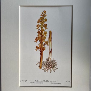 Botanischer Druck, Original antik, Vogelnest Orchidee von Edward Step, 1930 Wandbehang Wohndekor, britische Wildblume