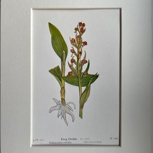 Antike Froschorchidee von Edward Step, botanische Originalgrafik, Wandbehang 1930, britische Wildblume