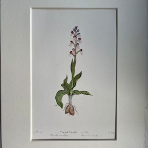 Botanischer Druck, Antik, Zwergorchidee von Edward Step, 1930 Wandbehang Wohnkultur, britische Wildblume